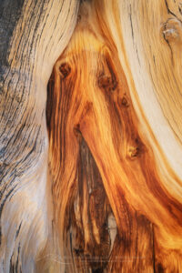Abstract patterns in detail of Bristlecone Pine (Pinus longaeva) wood. Great Basin National Park Nevada #84556 Abstract patterns in detail of Bristlecone Pine (Pinus longaeva) wood. Great Basin National Park Nevada #84556
