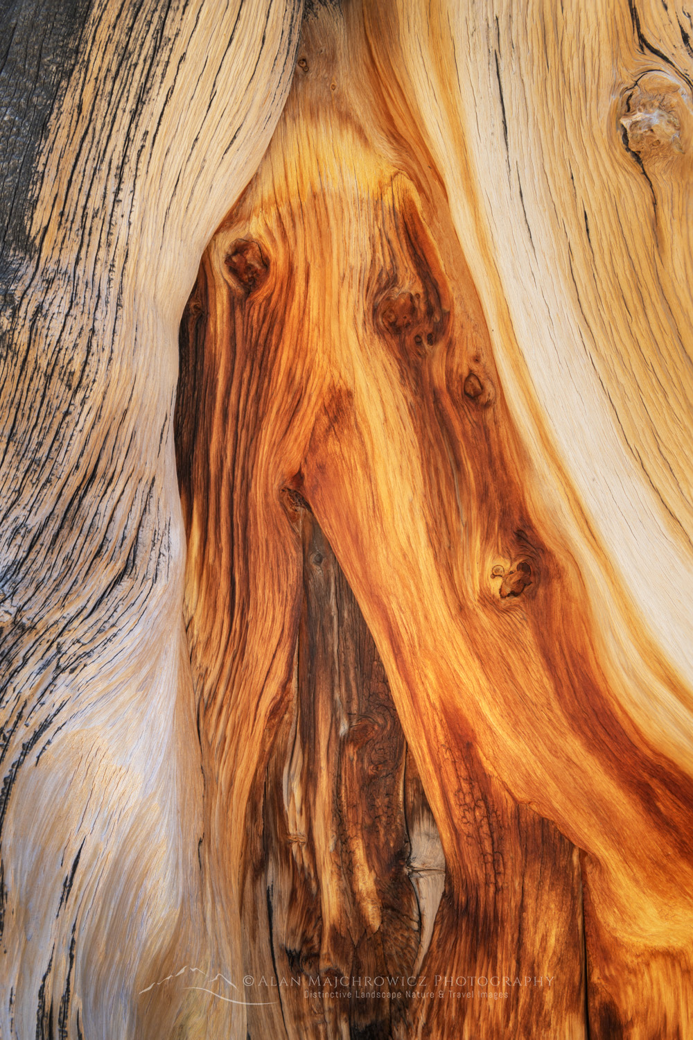 Abstract patterns in detail of Bristlecone Pine (Pinus longaeva) wood. Great Basin National Park Nevada #84556