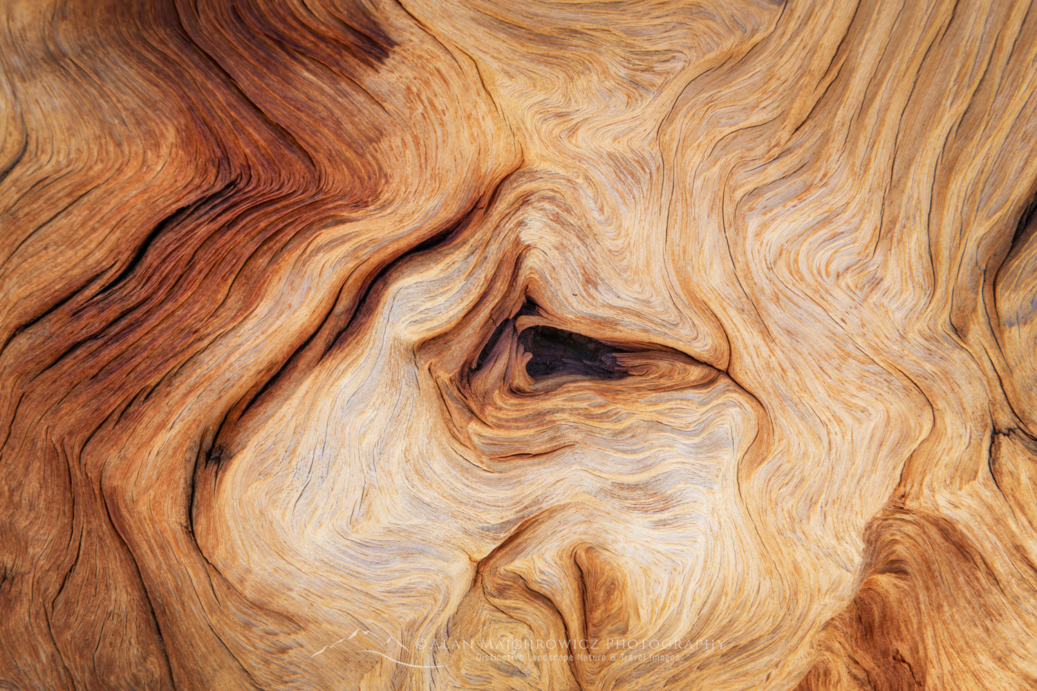 Abstract patterns in detail of Bristlecone Pine (Pinus longaeva) wood. Great Basin National Park Nevada #84562