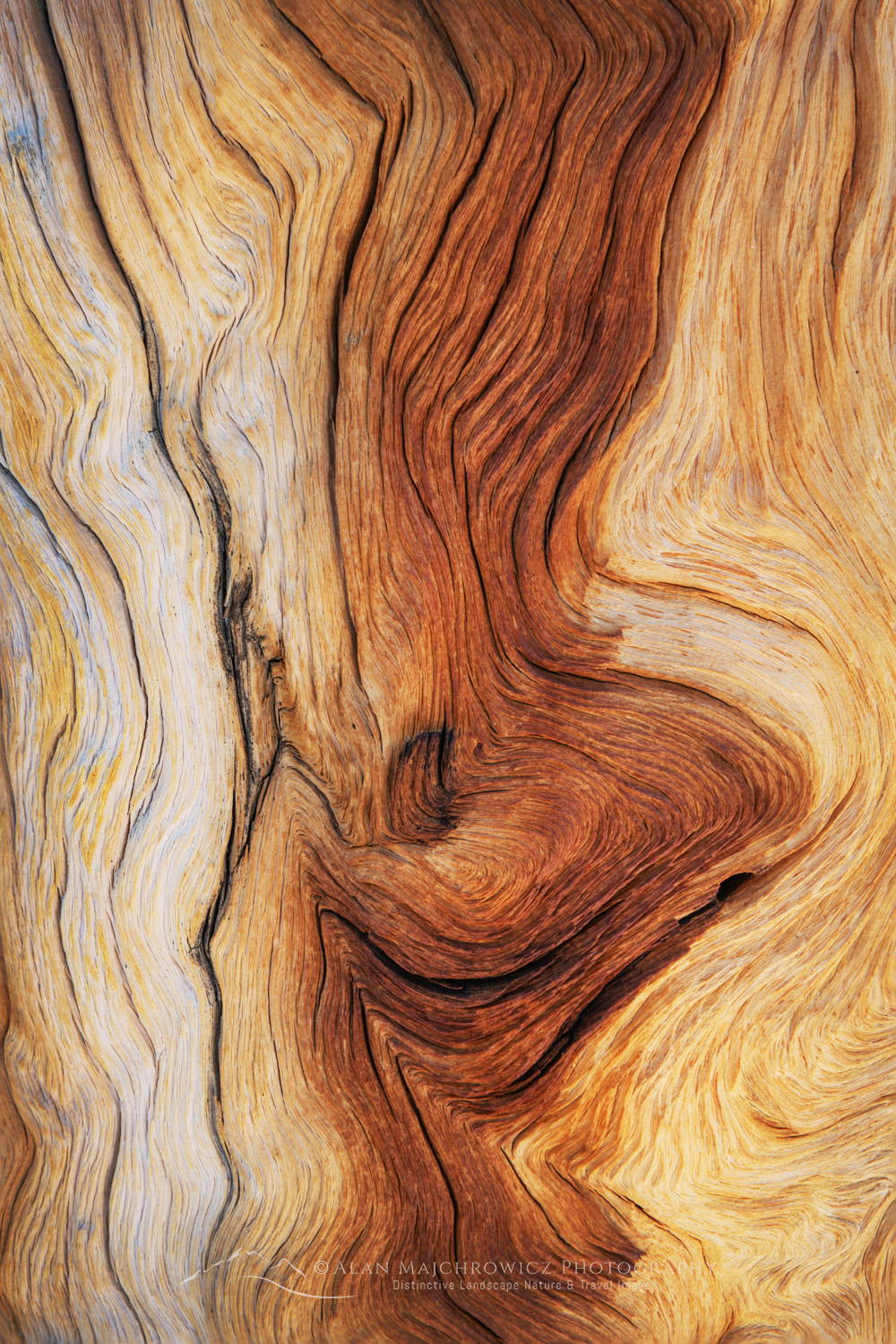 Abstract patterns in detail of Bristlecone Pine (Pinus longaeva) wood. Great Basin National Park Nevada #84566