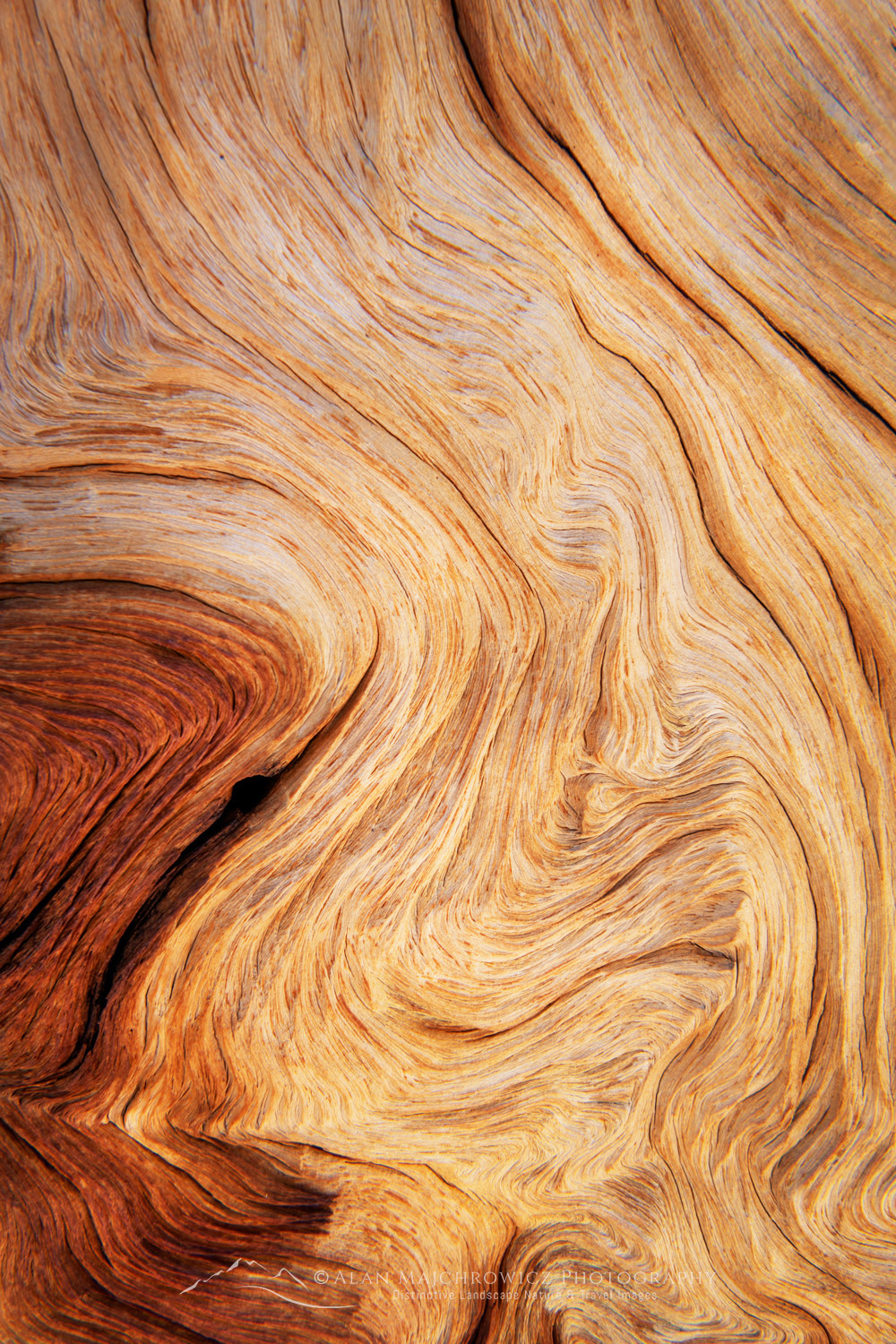 Abstract patterns in detail of Bristlecone Pine (Pinus longaeva) wood. Great Basin National Park Nevada #84578