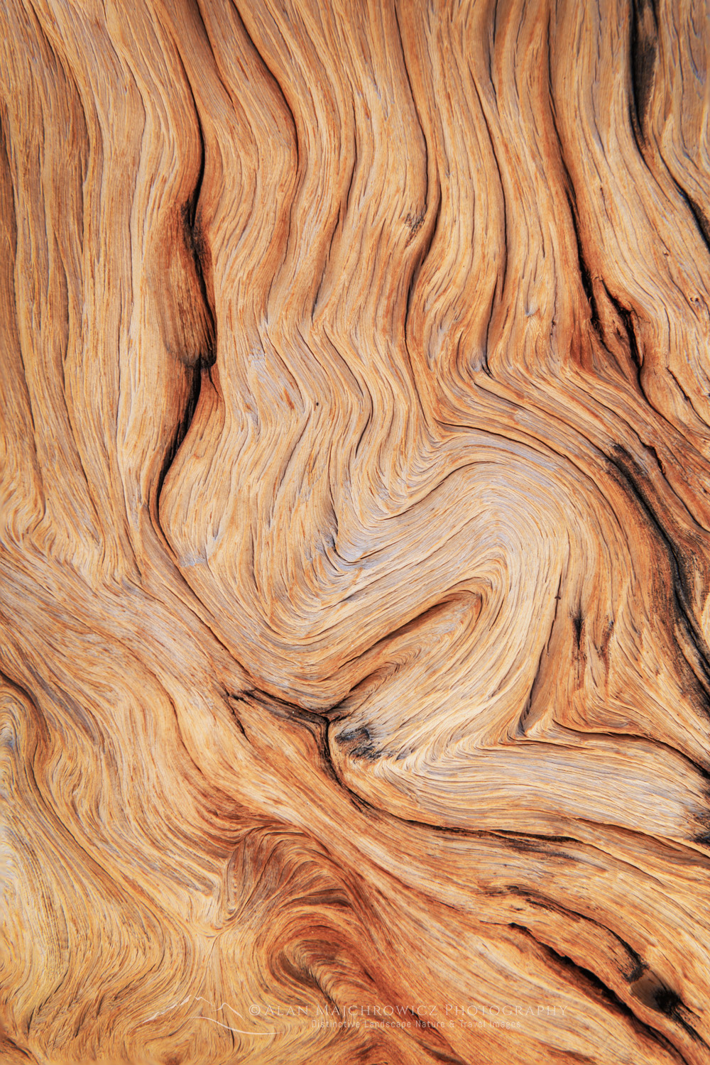 Abstract patterns in detail of Bristlecone Pine (Pinus longaeva) wood. Great Basin National Park Nevada #84586
