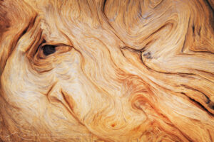 Abstract patterns in detail of Bristlecone Pine (Pinus longaeva) wood. Great Basin National Park Nevada #84590