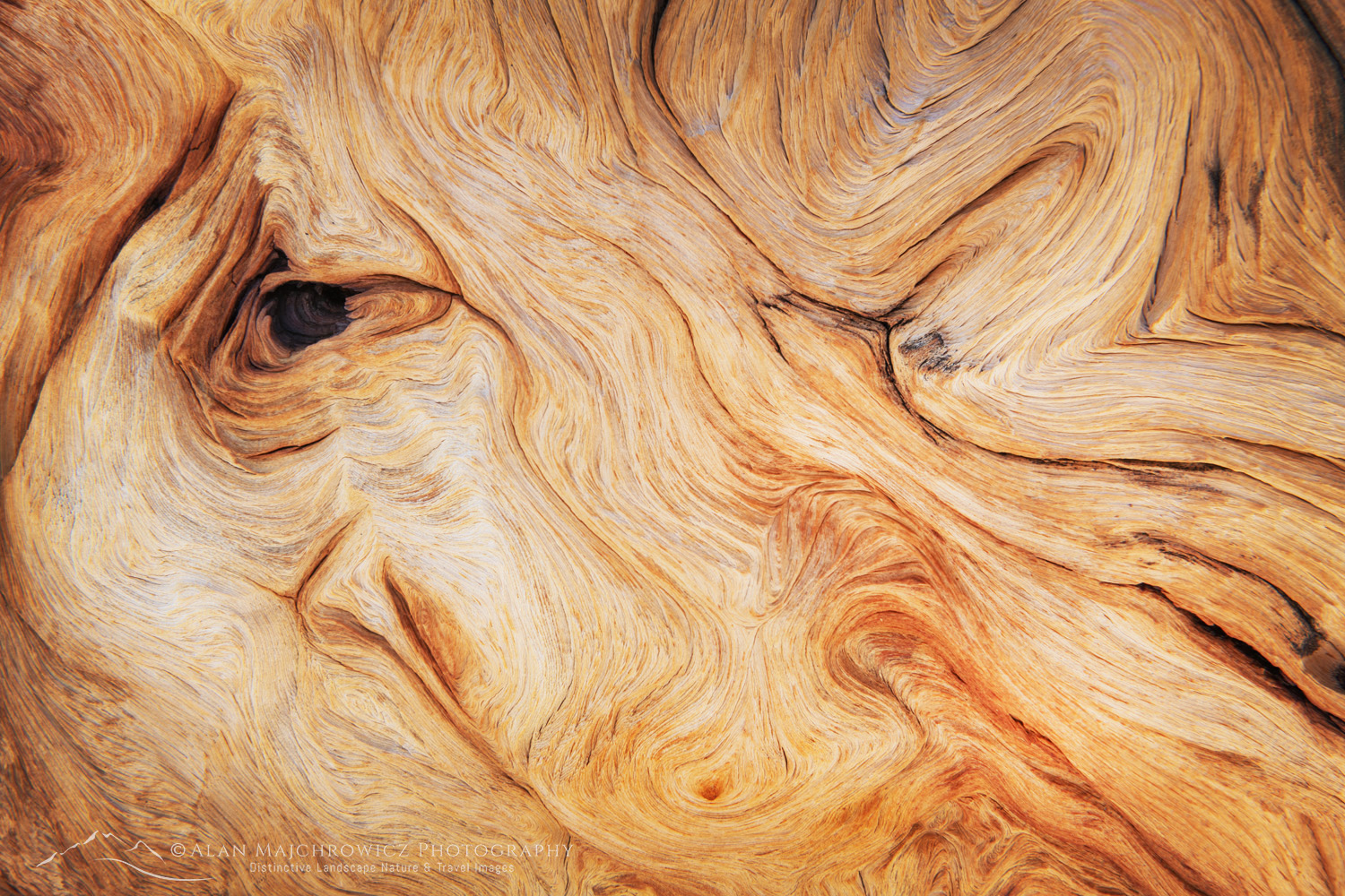 Abstract patterns in detail of Bristlecone Pine (Pinus longaeva) wood. Great Basin National Park Nevada #84590