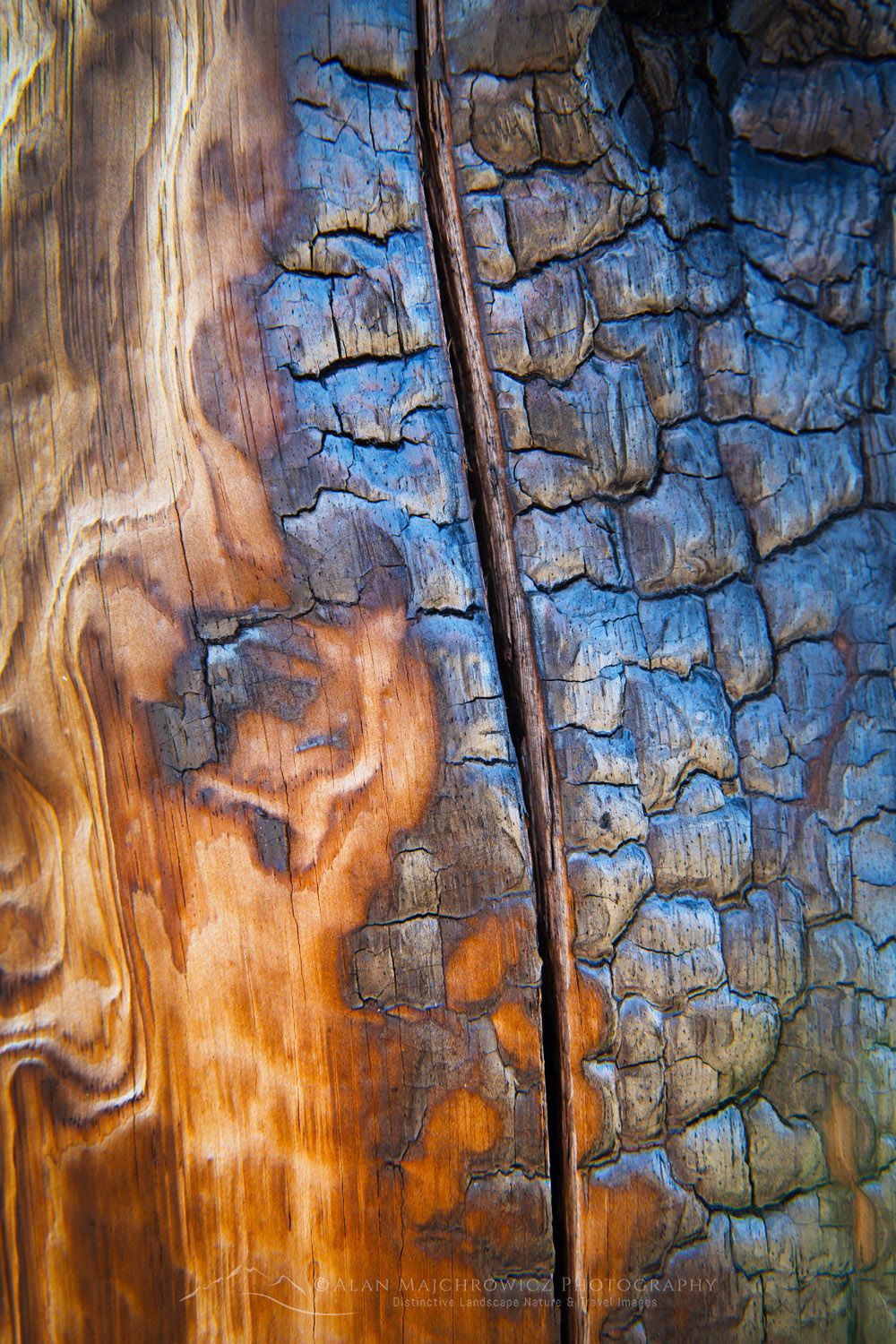 Nature Study detail of large twisted and weathered Whitebark Pine #83813