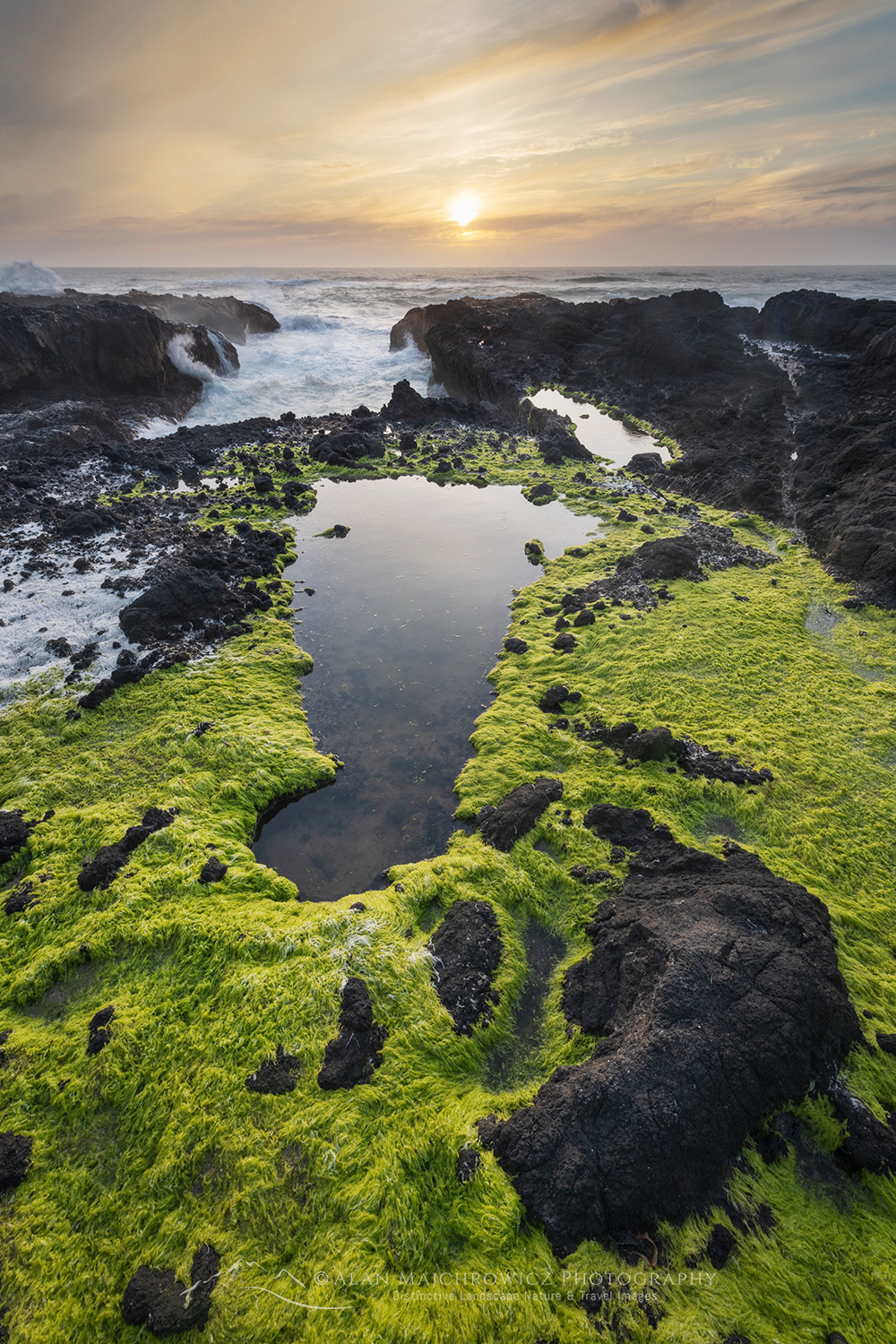 Tidepools and sea moss at sunset on the rocky lava coast of Cape Perpetua, Oregon #83194