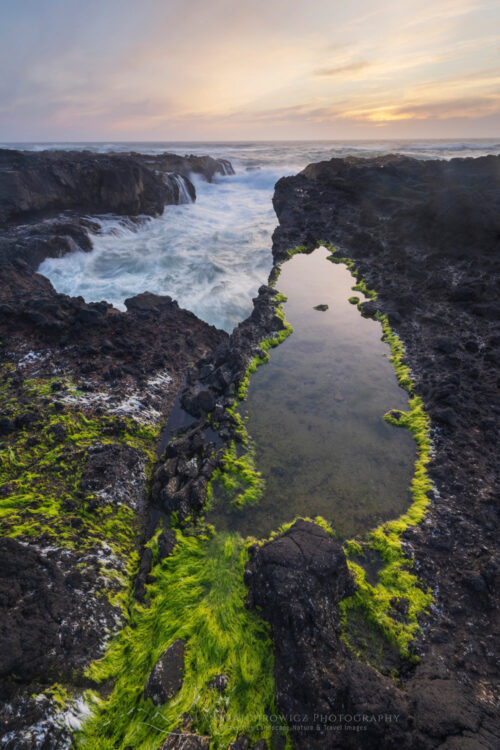 Tidepools and sea moss at sunset, on the rocky lava coast of Cape Perpetua, Oregon #83218