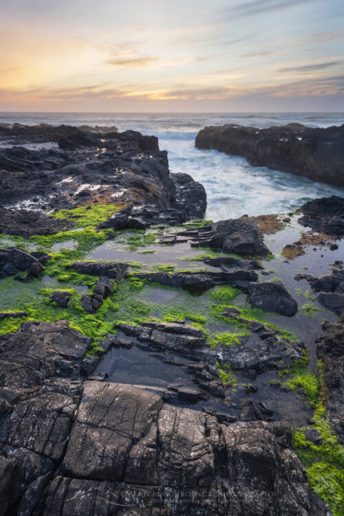 Tidepools and sea moss at sunset, on the rocky lava coast of Cape Perpetua, Oregon #83226