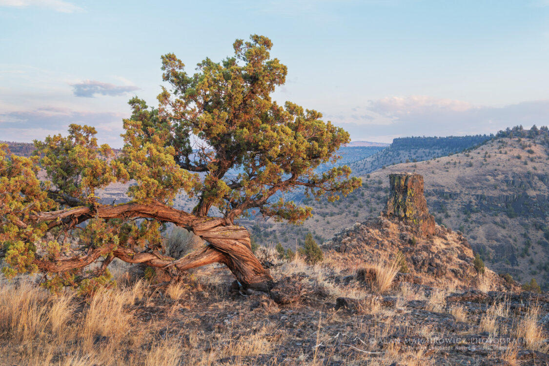 Western juniper (Juniperus occidentalis) along the Crooked River Oregon #83878