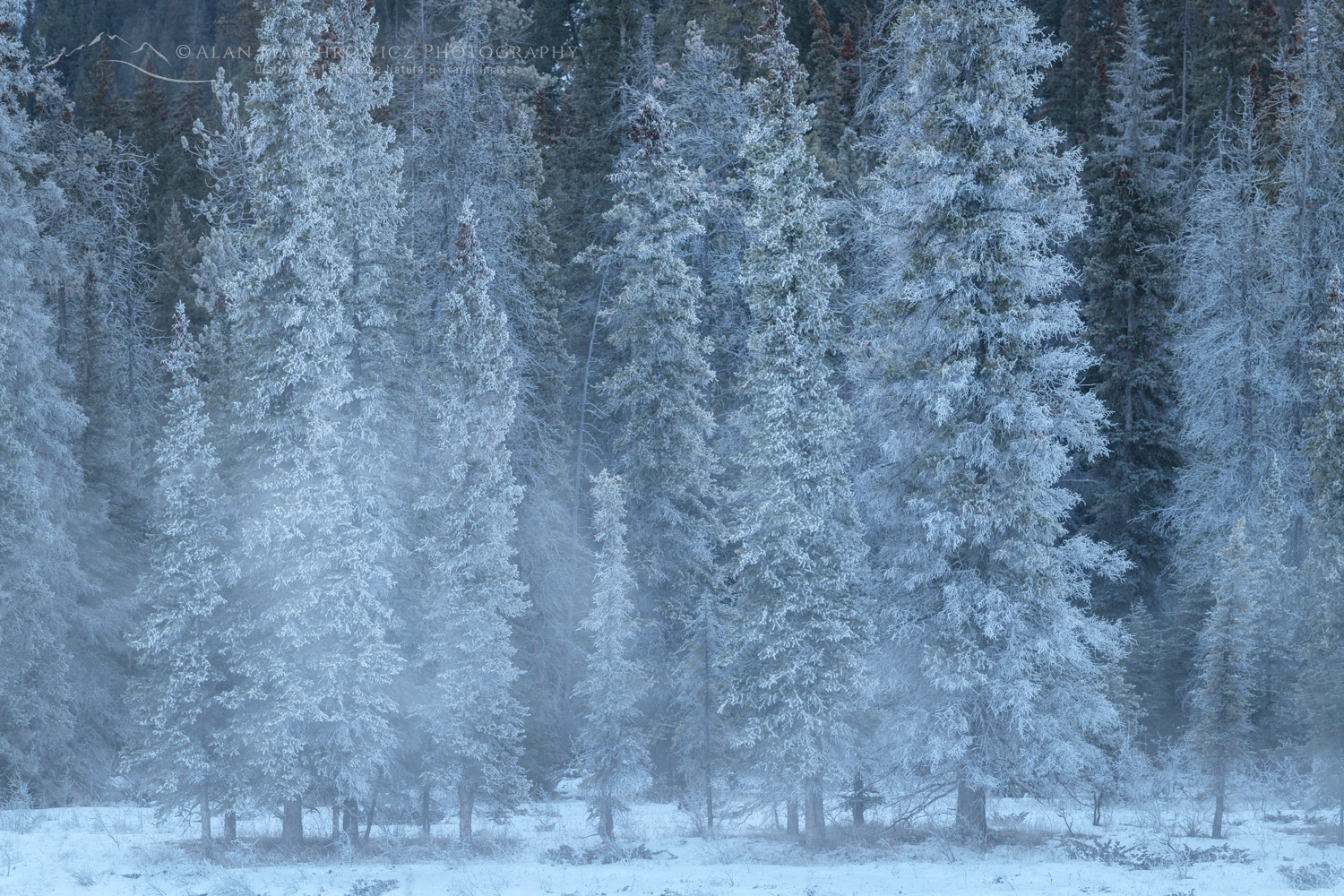 Frosted trees, Jasper National Park Albertas Canada #82027