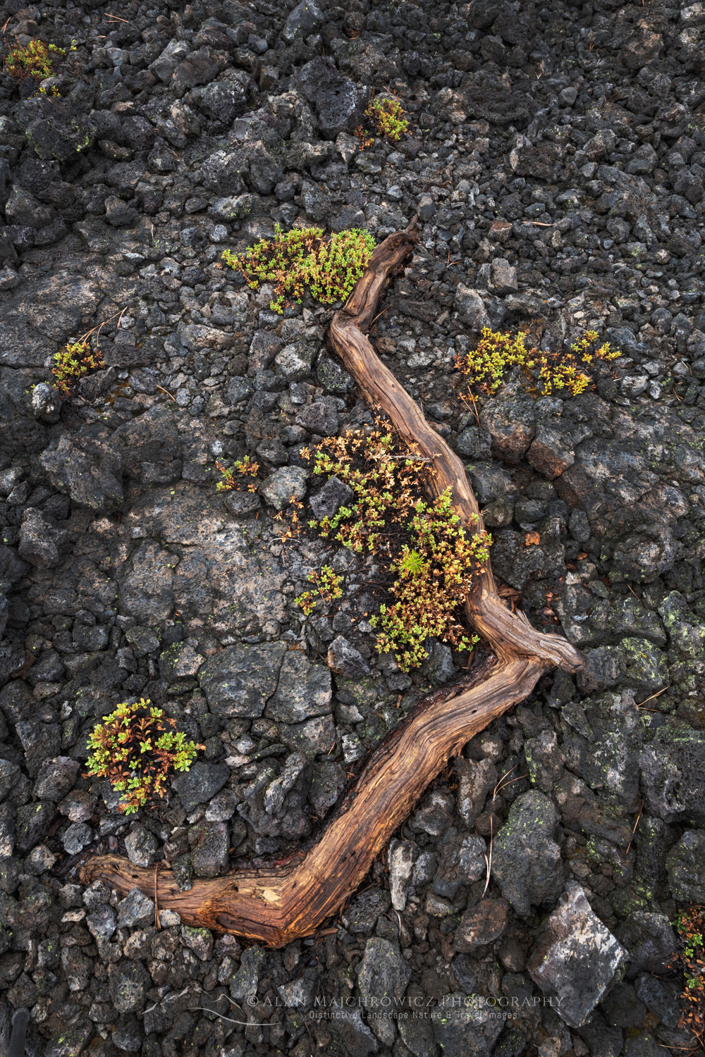 Lava Cast Forest. Newberry National Volcanic Monument, Oregon #83943