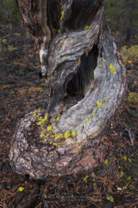 Lava Cast Forest, Oregon #83945 Lava Cast Forest, Oregon #83945