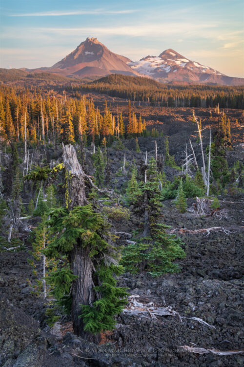 Rugged lava flow and subalpine trees at McKenzie Pass Oregon. The Three Sisters volcanoes are in the distance. #84230