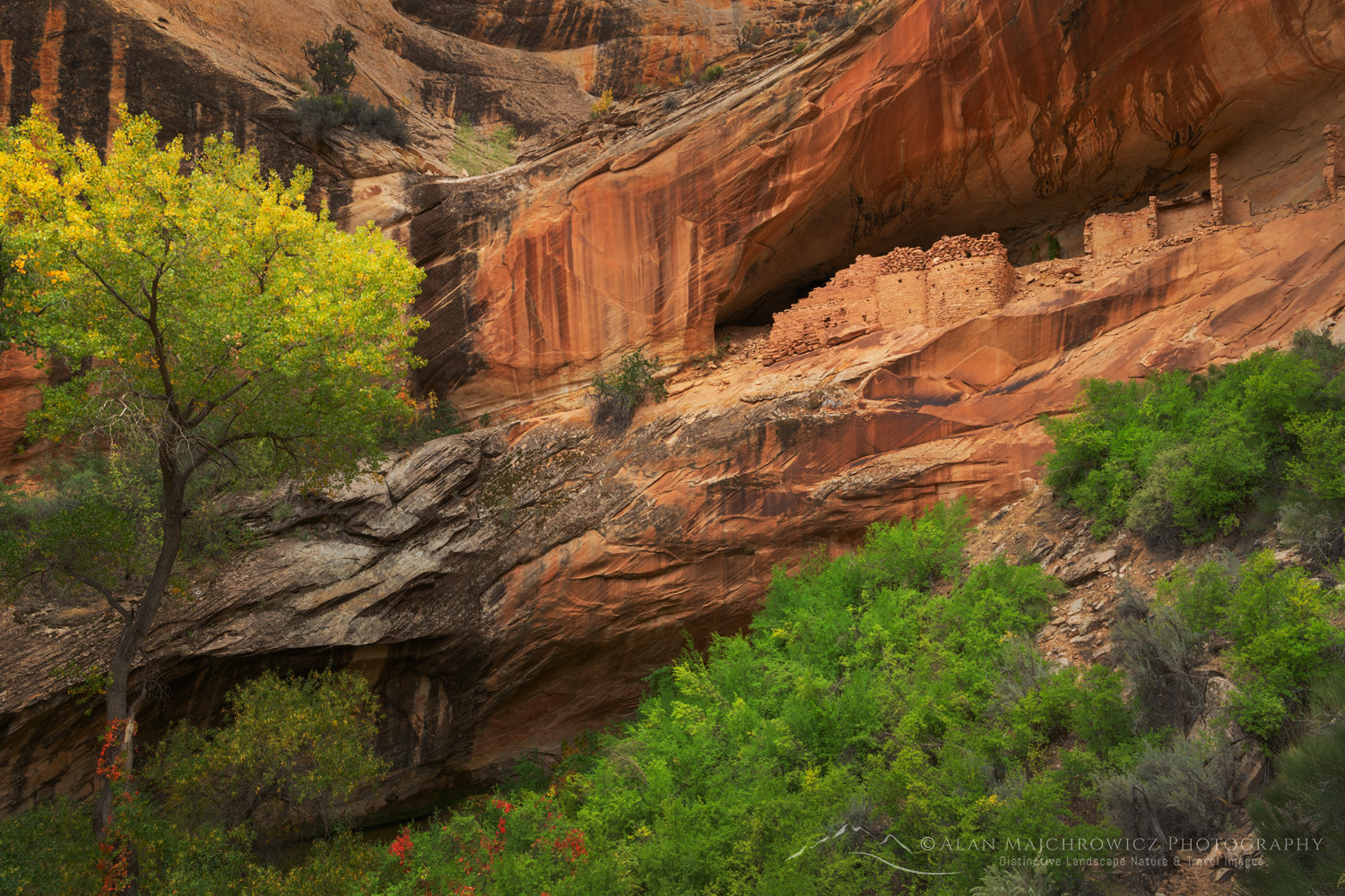 Monarch Cave Puebloan ruins. Bears Ears National Monument, Utah #85264