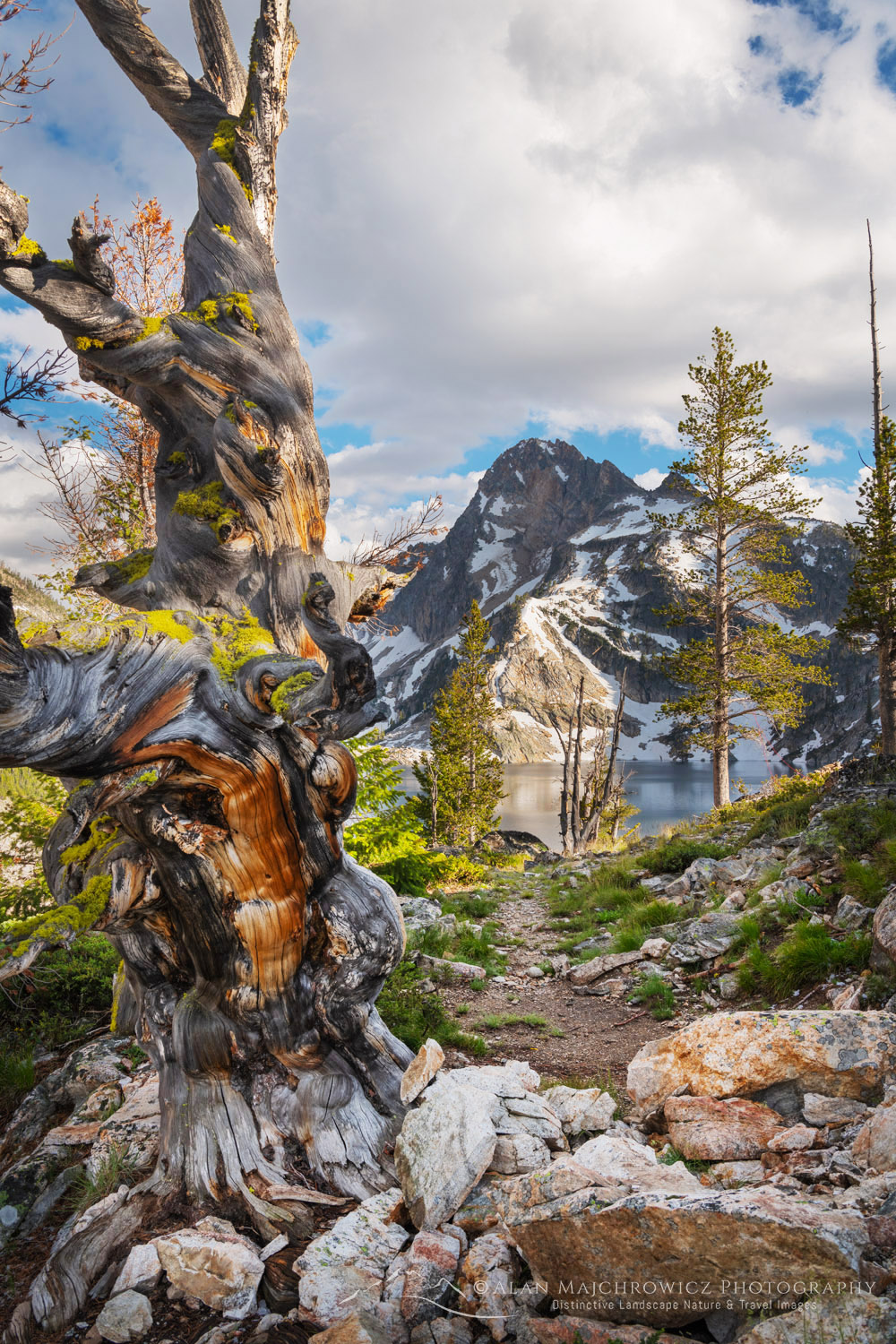 Large twisted and weathered Whitebark Pine snag at Sawtooth Lake. Sawtooth Wilderness, Idaho #83575