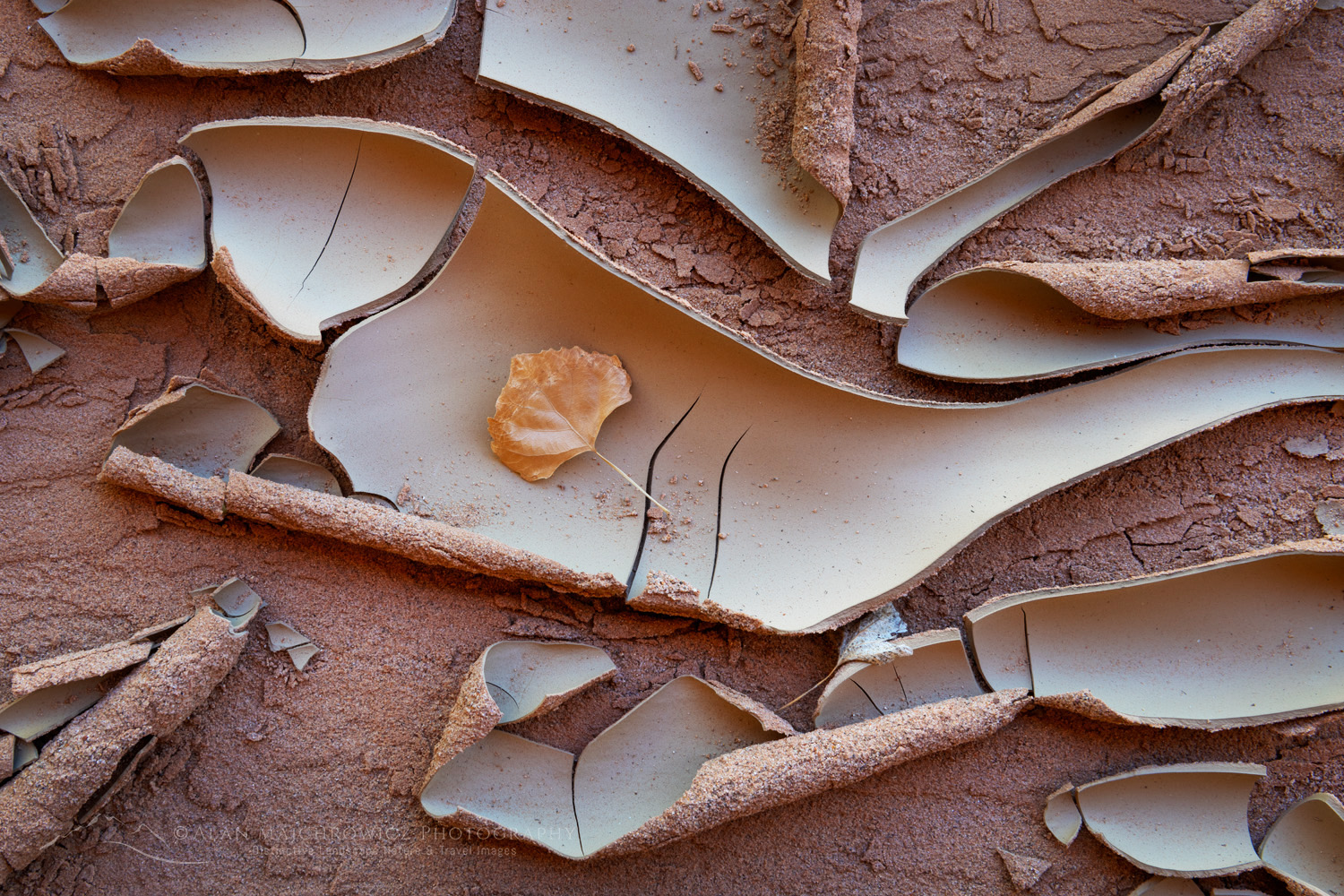 Cracked mud patterns in Harris Wash Grand Staircase-Escalante National Monument Utah #84621