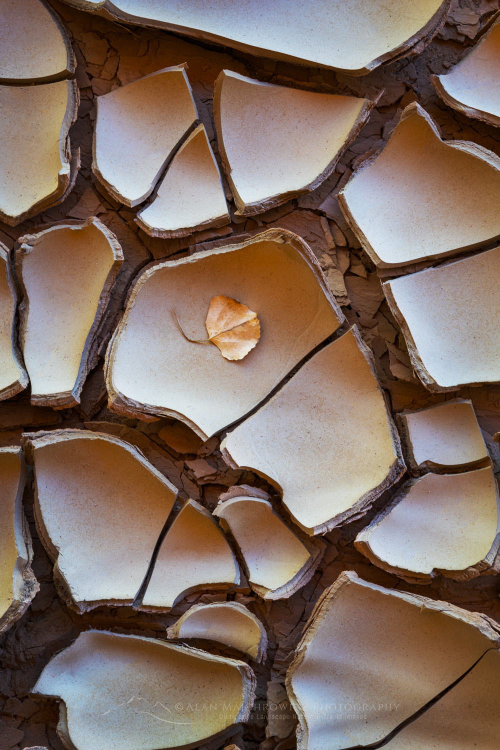 Cracked mud patterns in Harris Wash Grand Staircase-Escalante National Monument Utah #84624