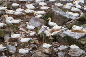 Colony of Northern Gannets (Morus bassanus) nesting on Bird Rock. Cape St. Mary’s Ecological Reserve Newfoundland and Labrador Canada #80557b