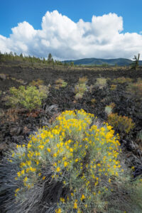 Rabbitbrush (Ericameria nauseosa (Pall. ex Pursh) growing in lava flow of Lava Cast Forest. Newberry National Volcanic Monument, Oregon #83934 Rabbitbrush (Ericameria nauseosa (Pall. ex Pursh) growing in lava flow of Lava Cast Forest. Newberry National Volcanic Monument, Oregon #83934