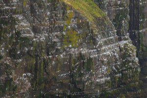 Kittiwakes (Rissa tridactyla) nesting on cliffs of Cape St. Mary’s Ecological Reserve. Newfoundland and Labrador Canada #80567