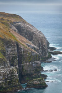 Kittiwakes (Rissa tridactyla) nesting on cliffs of Cape St. Mary’s Ecological Reserve. Newfoundland and Labrador Canada #80570 Kittiwakes (Rissa tridactyla) nesting on cliffs of Cape St. Mary’s Ecological Reserve. Newfoundland and Labrador Canada #80570