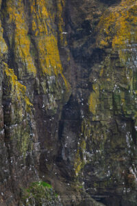 Kittiwakes (Rissa tridactyla) nesting on cliffs of Cape St. Mary’s Ecological Reserve. Newfoundland and Labrador Canada #80578 Kittiwakes (Rissa tridactyla) nesting on cliffs of Cape St. Mary’s Ecological Reserve. Newfoundland and Labrador Canada #80578