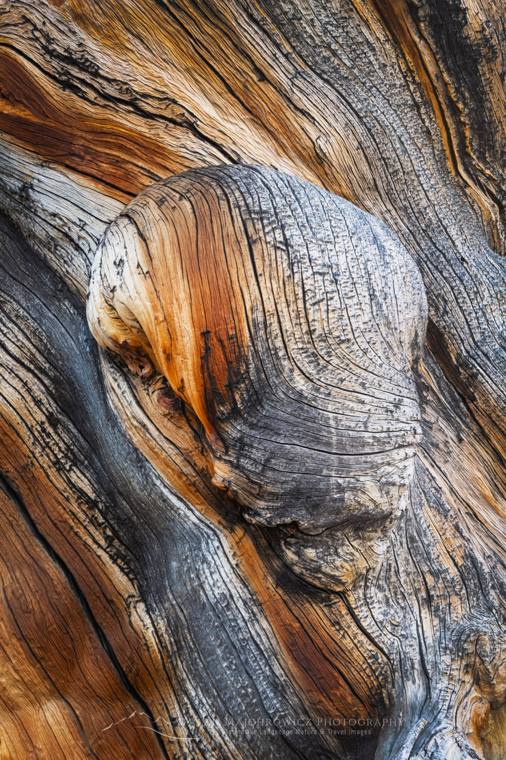 Detail of large twisted and weathered Whitebark Pine snag at Sawtooth Lake. Sawtooth Wilderness, Idaho #83585