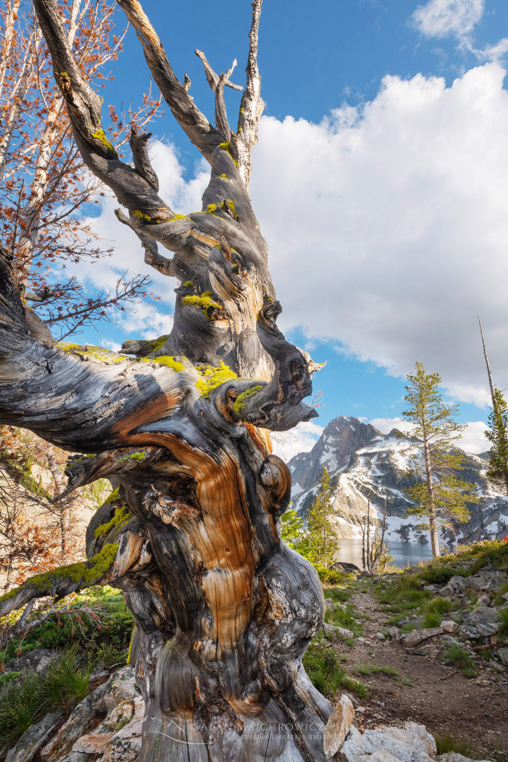 Large twisted and weathered Whitebark Pine snag at Sawtooth Lake. Sawtooth Wilderness, Idaho #83570