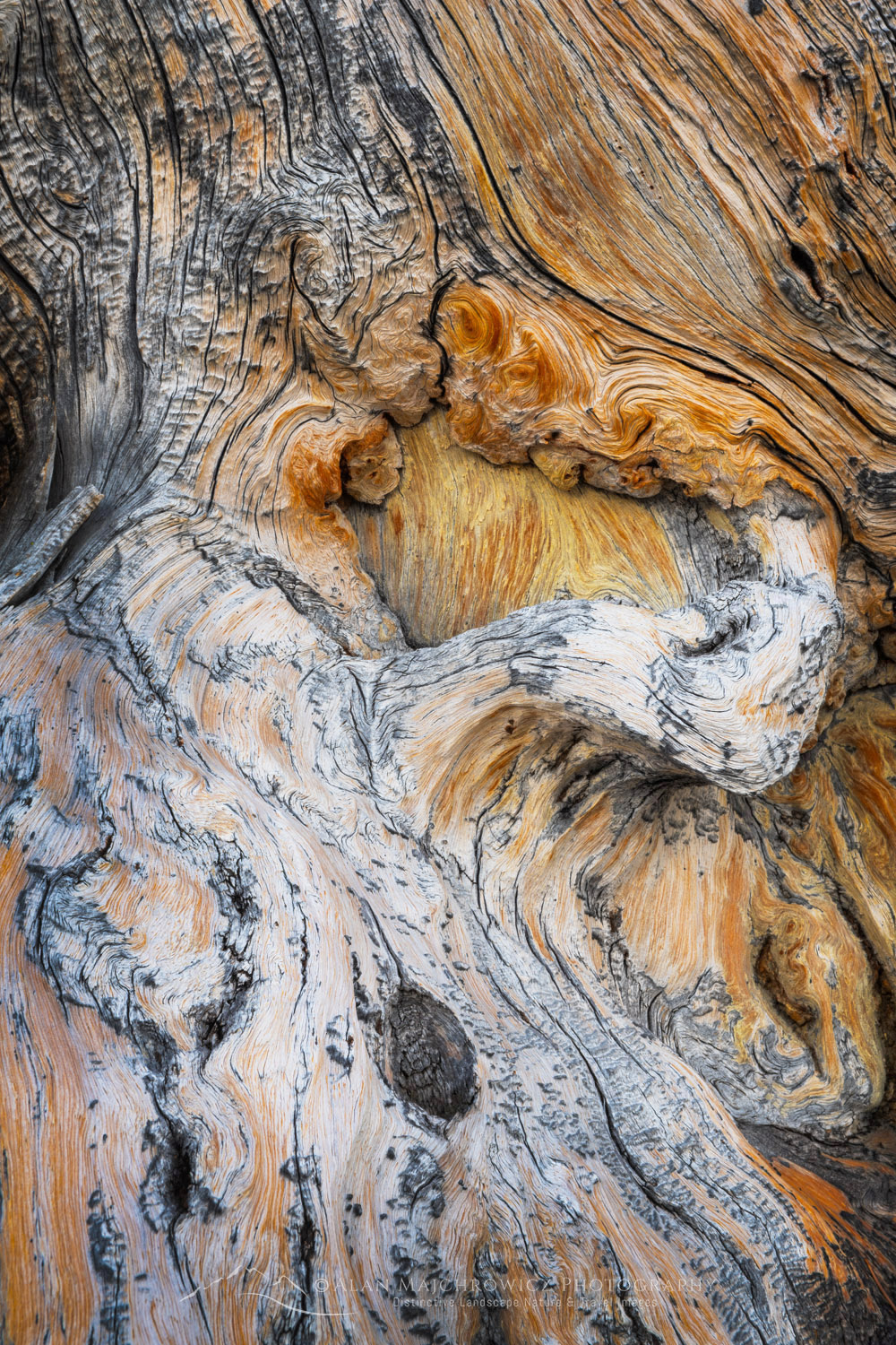 Detail of large twisted and weathered Whitebark Pine snag at Sawtooth Lake. Sawtooth Wilderness, Idaho #83587