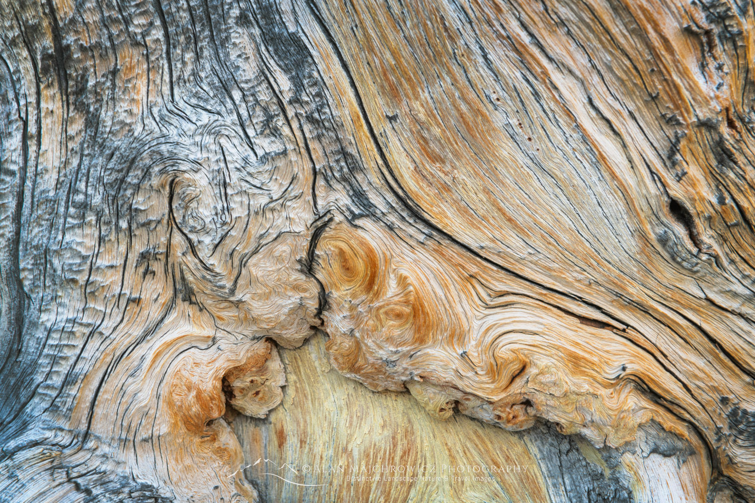Detail of large twisted and weathered Whitebark Pine snag at Sawtooth Lake. Sawtooth Wilderness, Idaho #83593