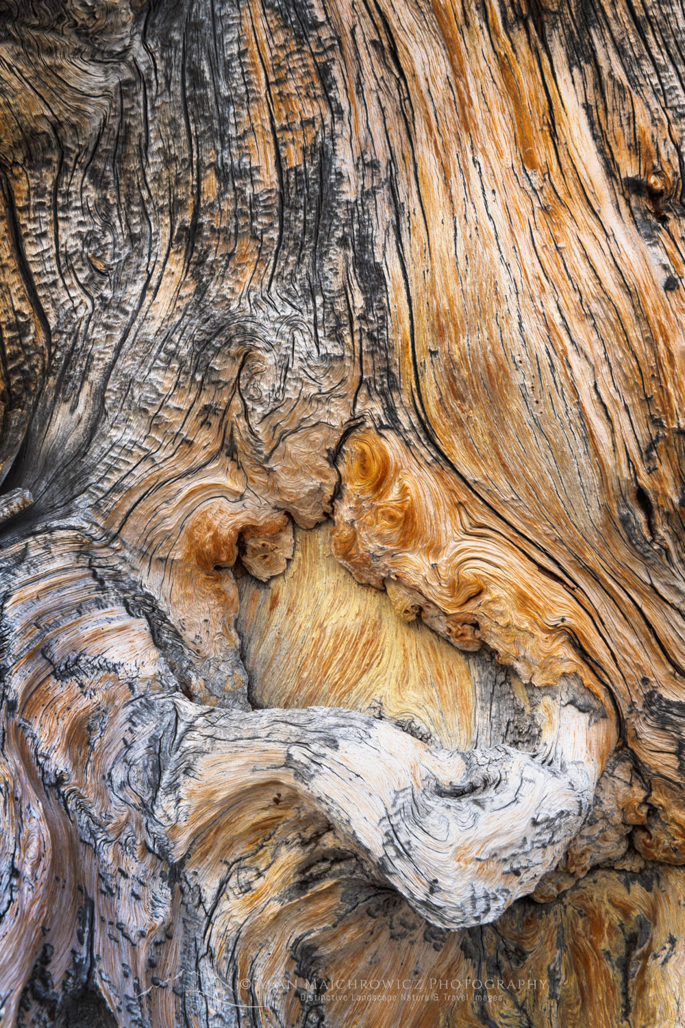 Detail of large twisted and weathered Whitebark Pine snag at Sawtooth Lake. Sawtooth Wilderness, Idaho #83599