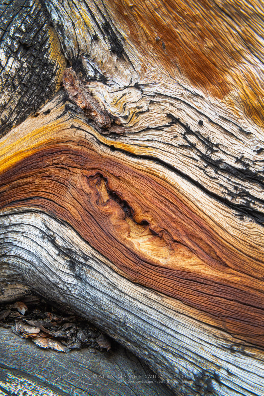 Nature Study detail of large twisted and weathered Whitebark Pine #83607