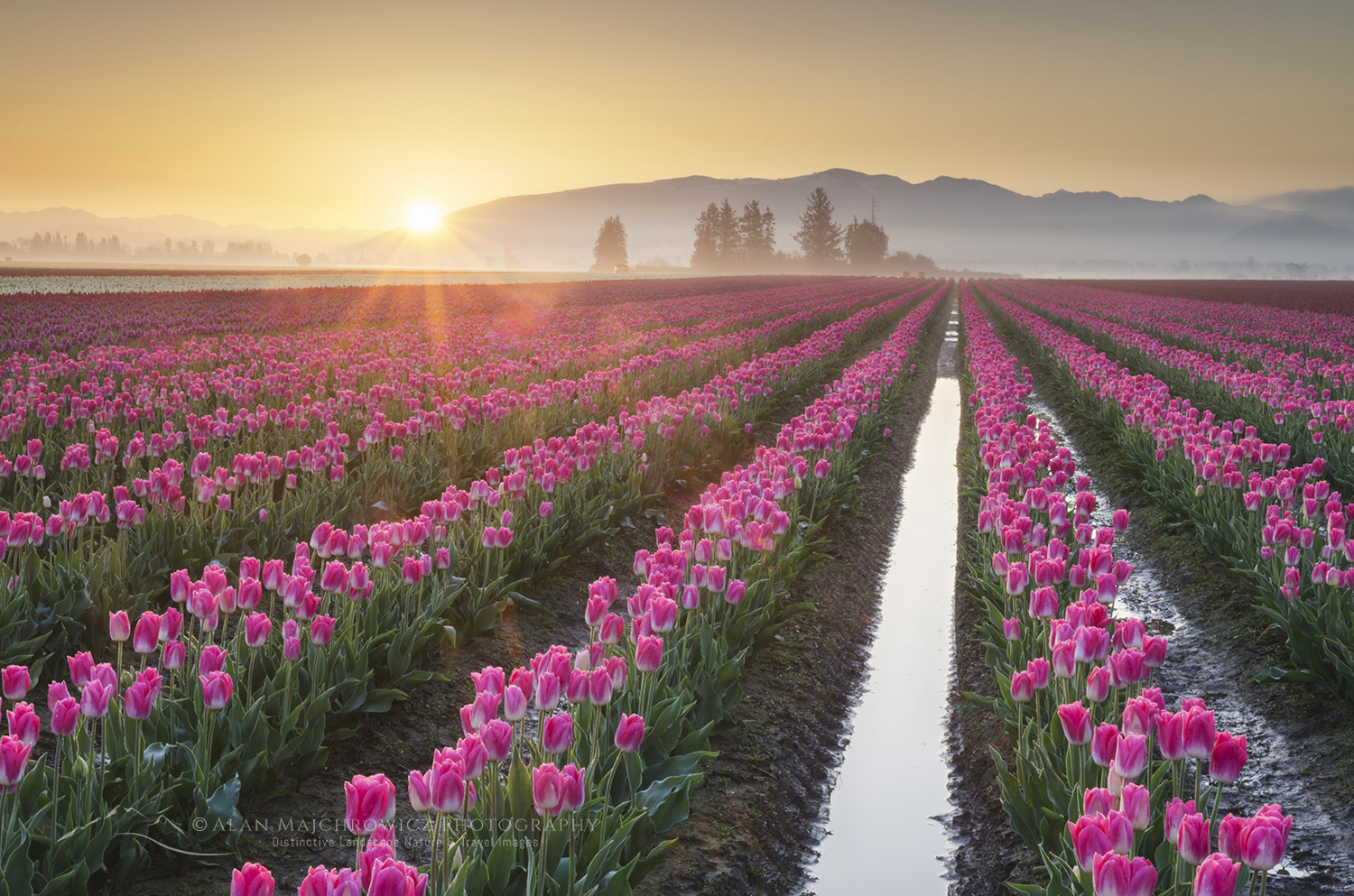 Skagit Valley Tulip Fields at sunrise, Washington #62040
