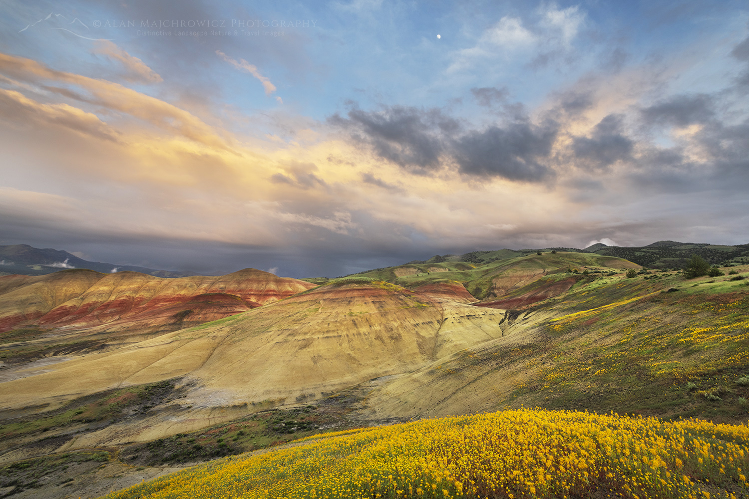 Painted hills with Golden Bee Plant (Cleome platycarpa) blooming on clay slopes. Painted Hills Unit of John Day Fossil Beds National Monument Oregon. #65581