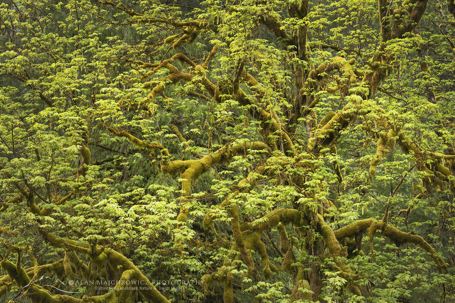 Big Leaf Maple (Acer macrophyllum) Mount Baker Snoqualmie National Forest, North Cascades Washington #68416