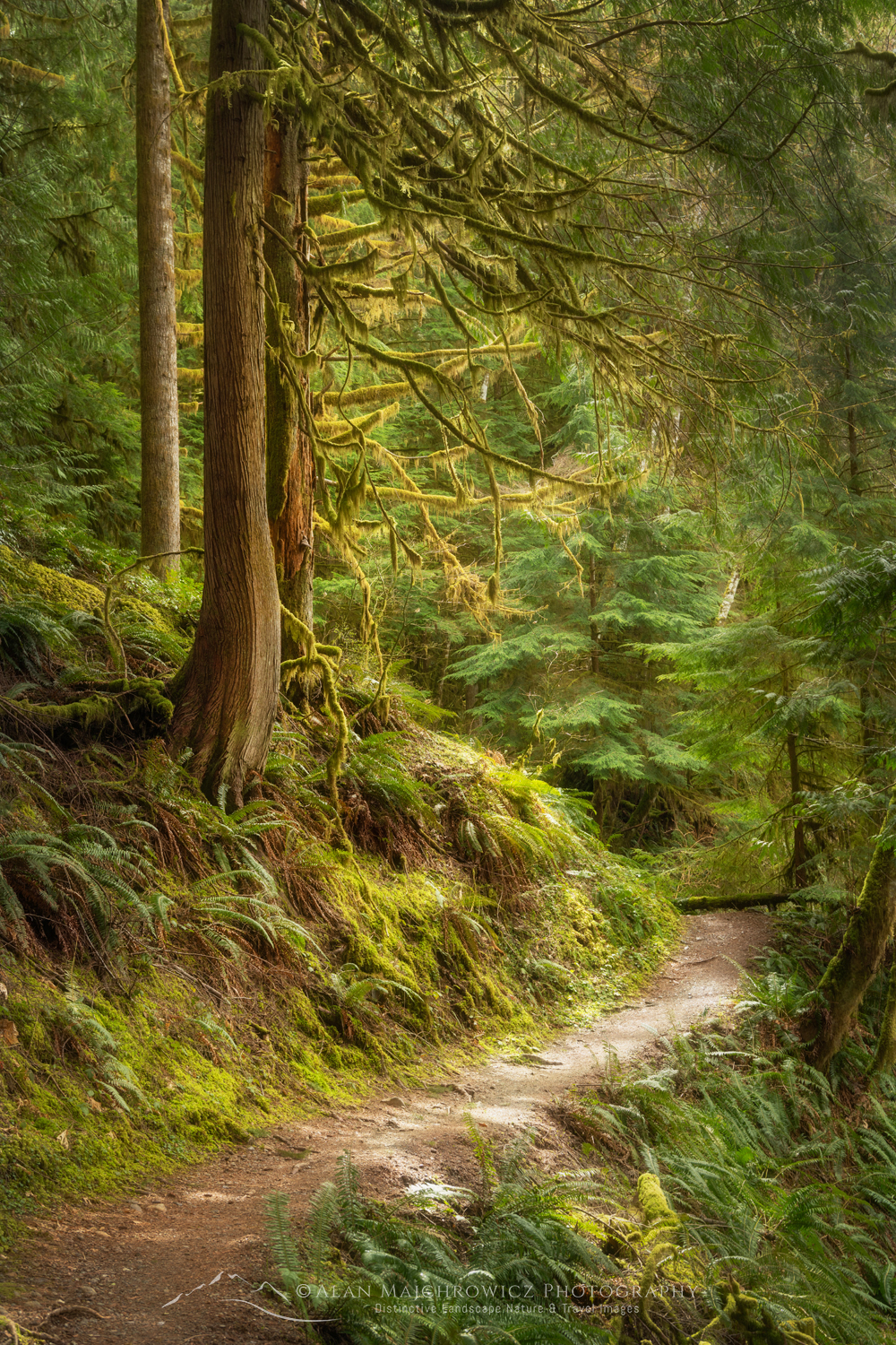 Baker Lake Trail, Mt. Baker-Snoqualmie National Forest, North Cascades, Washington #85490r