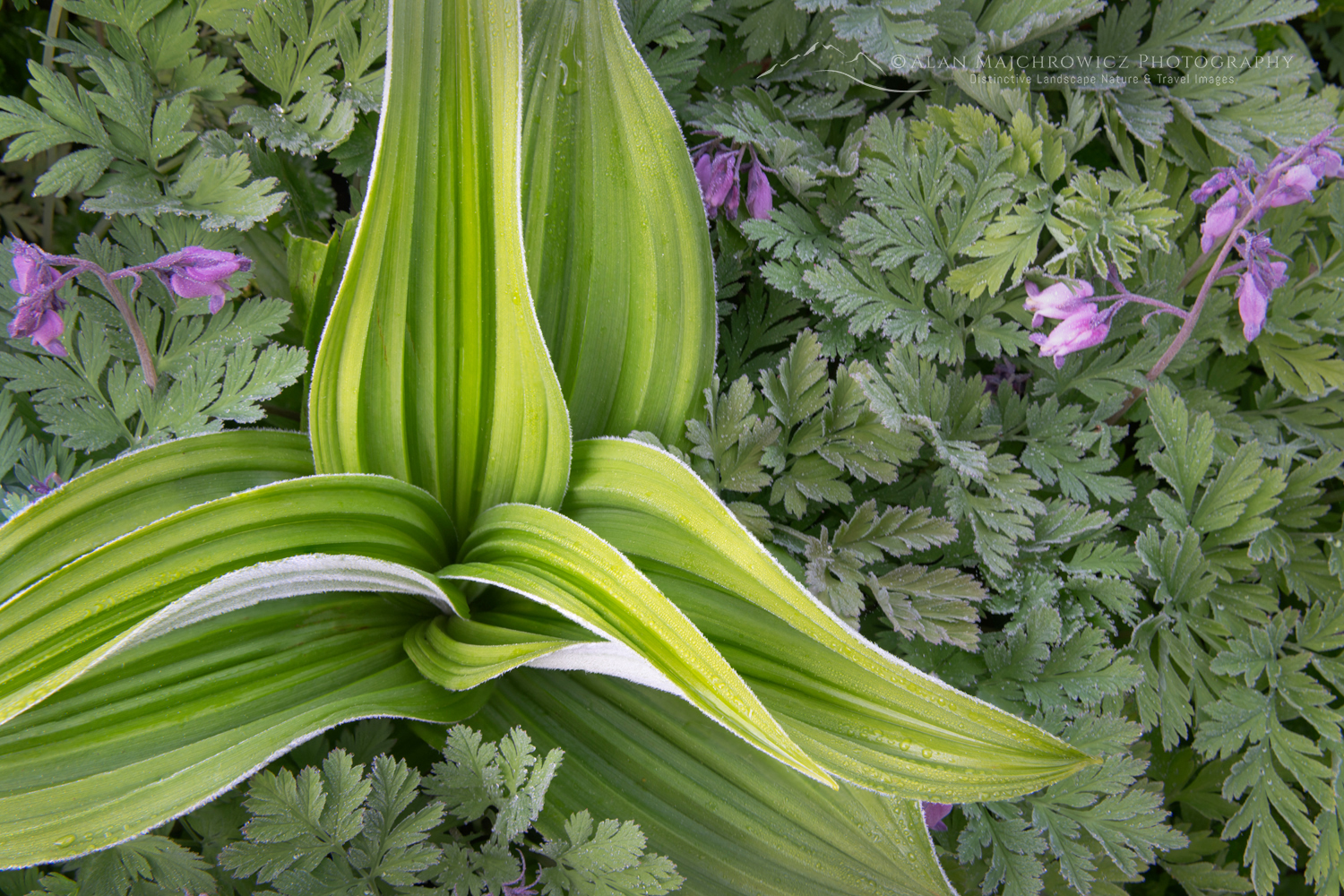 False Hellebore or Corn Lily (Veratrum viride) and Pacific Beeding-heart ((Dicentra formosa) Mount Baker Wilderness. Mt. Baker-Snoqualmie National Forest North Cascades Washington #85972