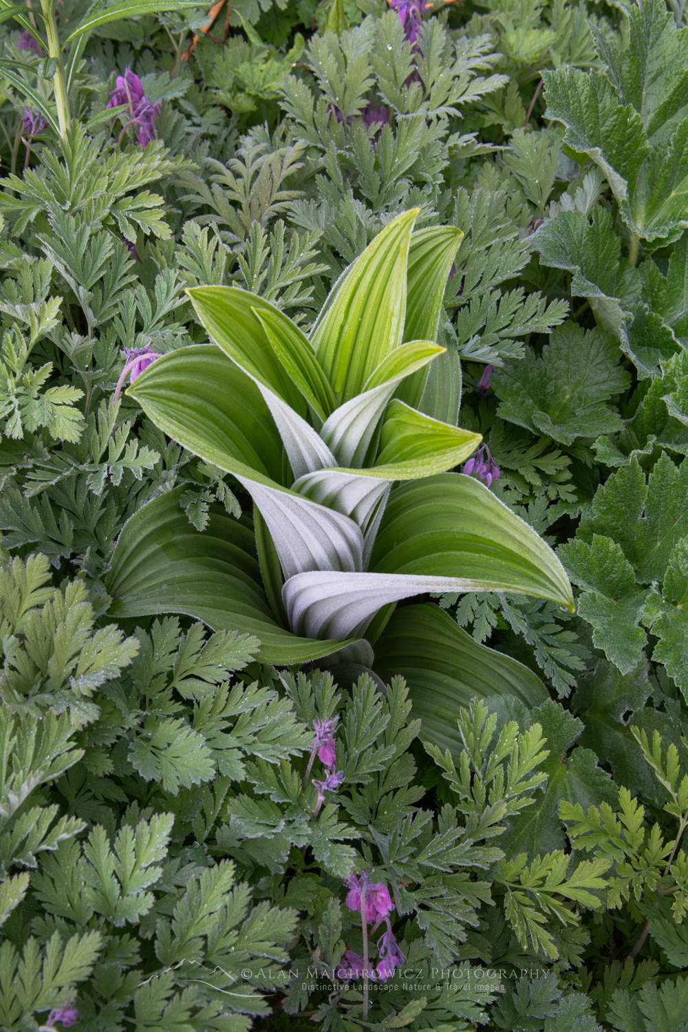 False Hellebore or Corn Lily (Veratrum viride) and Pacific Beeding-heart ((Dicentra formosa) Mount Baker Wilderness. Mt. Baker-Snoqualmie National Forest North Cascades Washington #85981