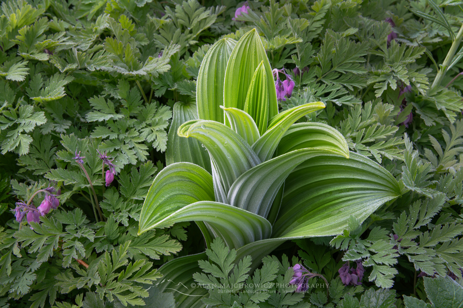 False Hellebore or Corn Lily (Veratrum viride) and Pacific Beeding-heart ((Dicentra formosa) Mount Baker Wilderness. Mt. Baker-Snoqualmie National Forest North Cascades Washington #85990