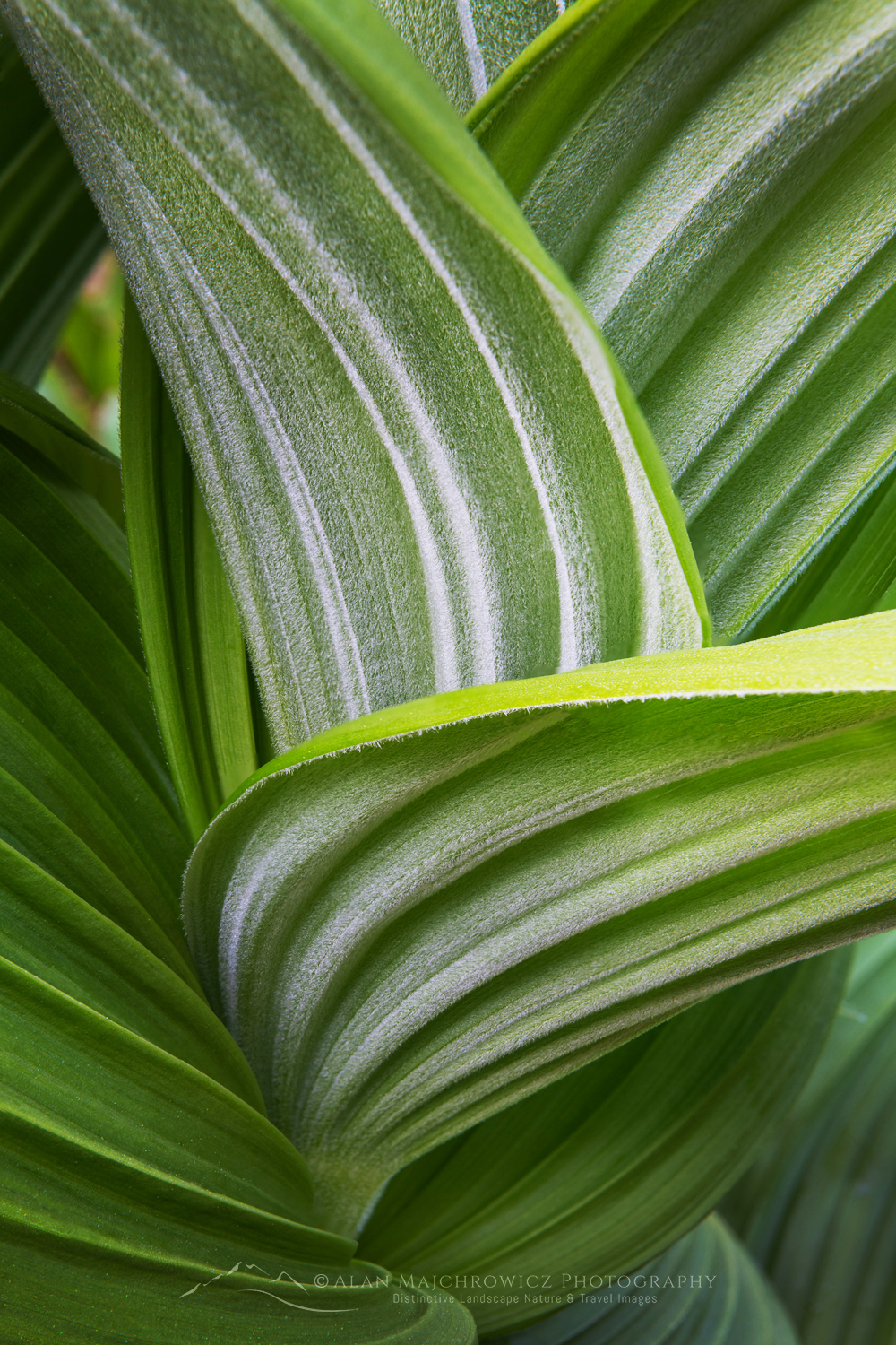 False Hellebore or Corn Lily (Veratrum viride), Mount Baker Wilderness. Mt. Baker-Snoqualmie National Forest, North Cascades, Washington #85915