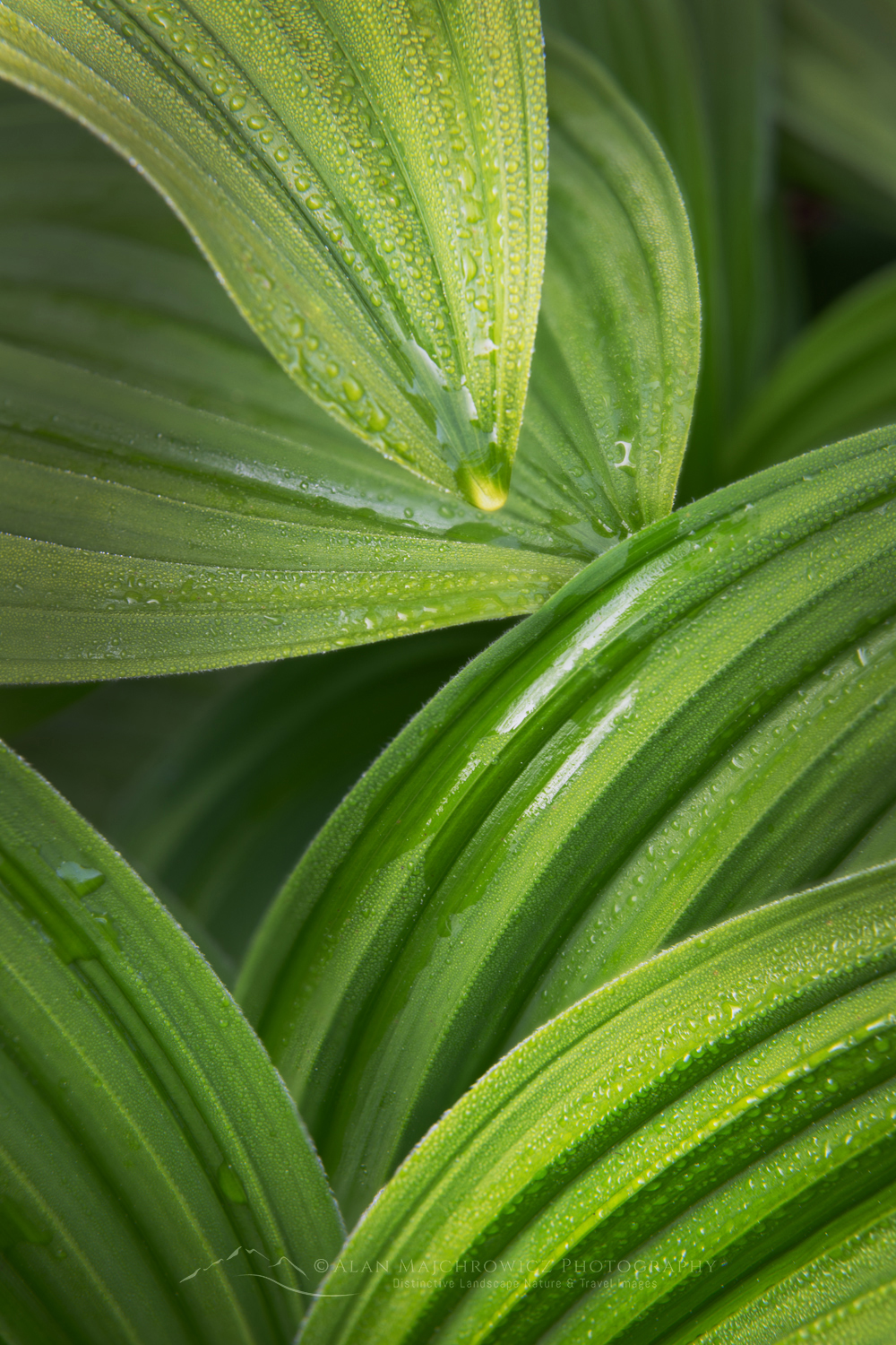 False Hellebore or Corn Lily (Veratrum viride), Mount Baker Wilderness. Mt. Baker-Snoqualmie National Forest, North Cascades, Washington #85920