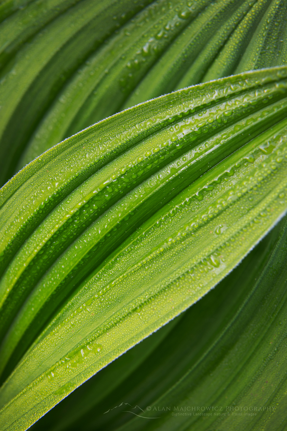 False Hellebore or Corn Lily (Veratrum viride), Mount Baker Wilderness. Mt. Baker-Snoqualmie National Forest, North Cascades, Washington #85924