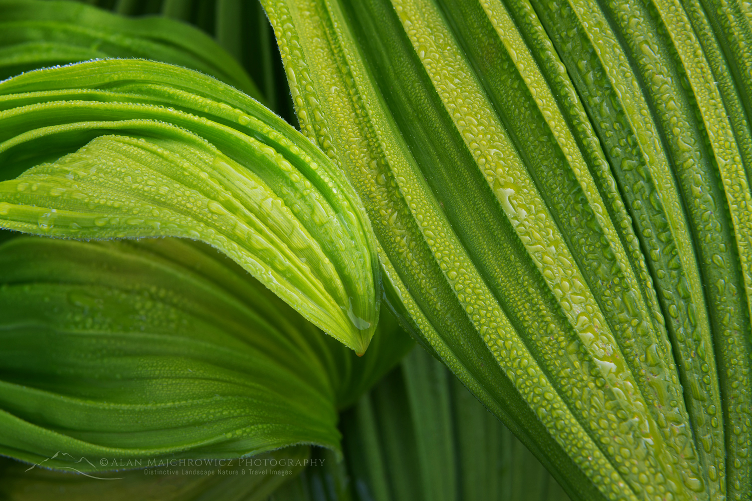 False Hellebore or Corn Lily (Veratrum viride), Mount Baker Wilderness. Mt. Baker-Snoqualmie National Forest North Cascades Washington #85926