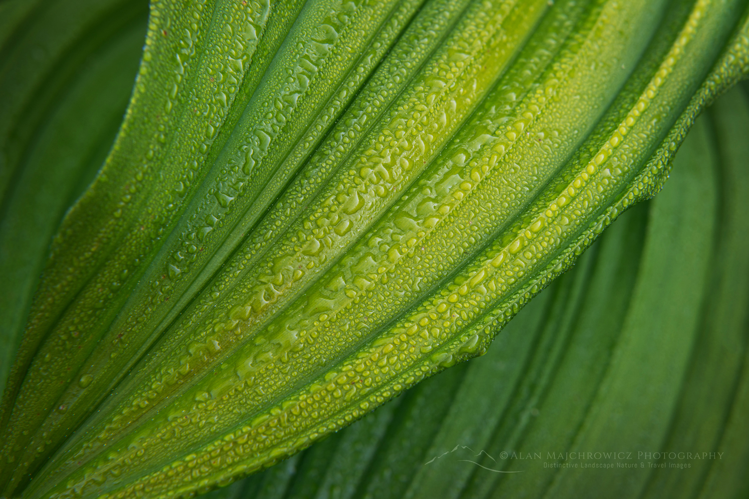 False Hellebore or Corn Lily (Veratrum viride), Mount Baker Wilderness. Mt. Baker-Snoqualmie National Forest North Cascades Washington #85929
