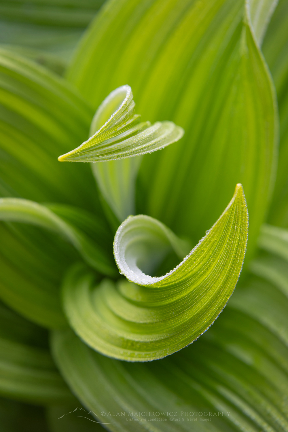 False Hellebore or Corn Lily (Veratrum viride), Mount Baker Wilderness. Mt. Baker-Snoqualmie National Forest North Cascades Washington #85953