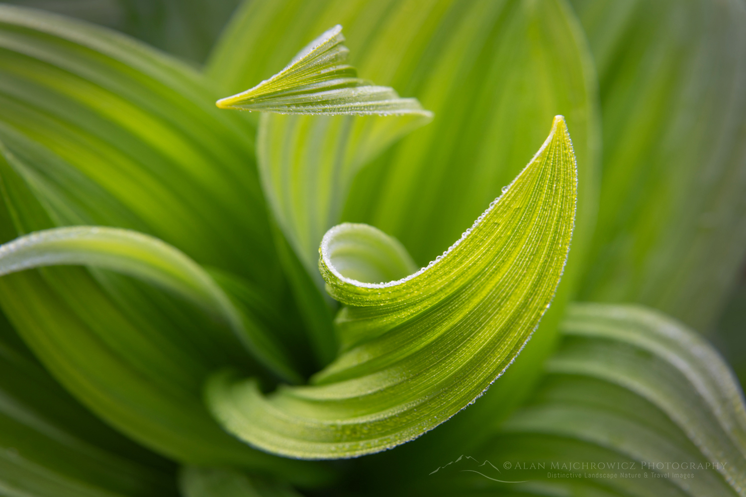 False Hellebore or Corn Lily (Veratrum viride), Mount Baker Wilderness. Mt. Baker-Snoqualmie National Forest North Cascades Washington #85964