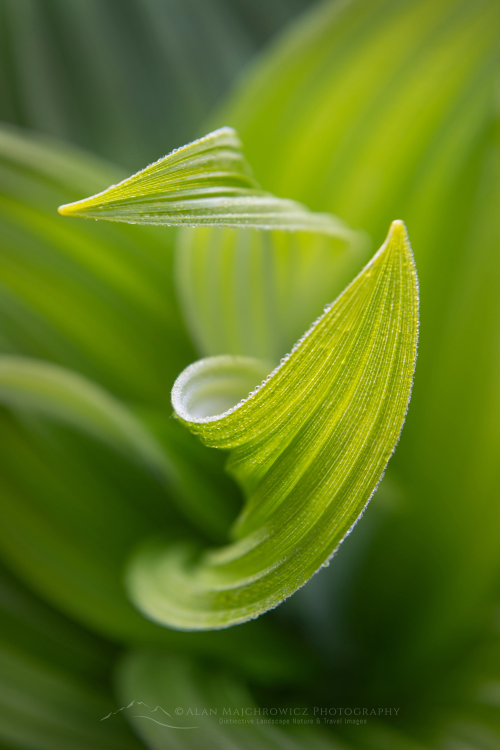 False Hellebore or Corn Lily (Veratrum viride), Mount Baker Wilderness. Mt. Baker-Snoqualmie National Forest North Cascades Washington #85968