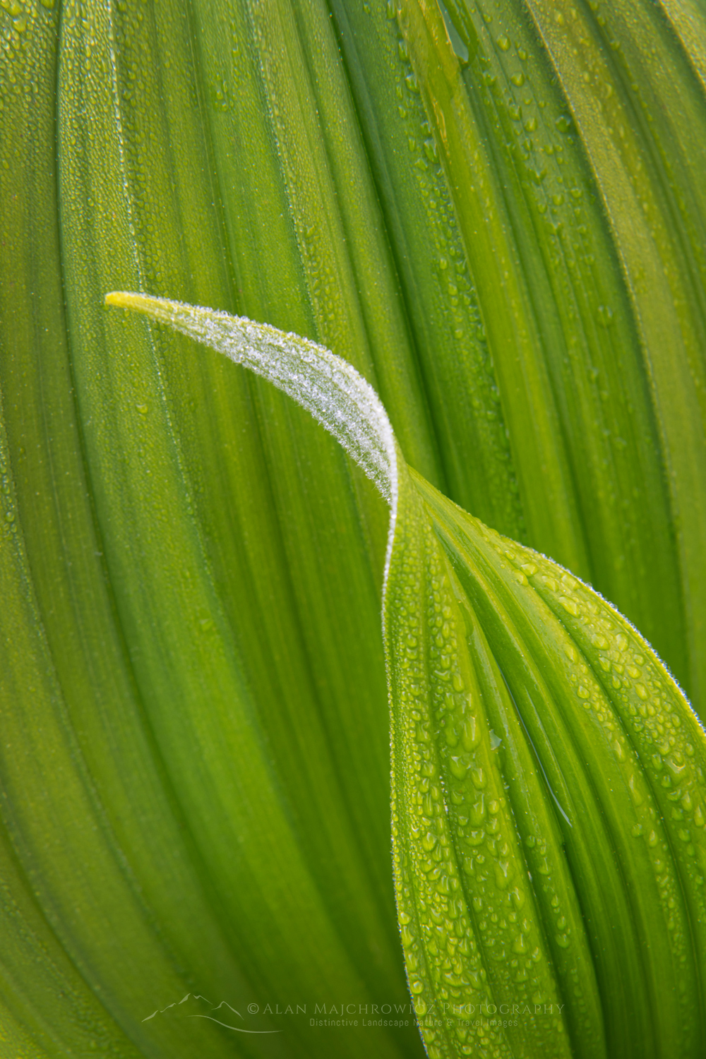 False Hellebore or Corn Lily (Veratrum viride), Mount Baker Wilderness. Mt. Baker-Snoqualmie National Forest North Cascades Washington #85971