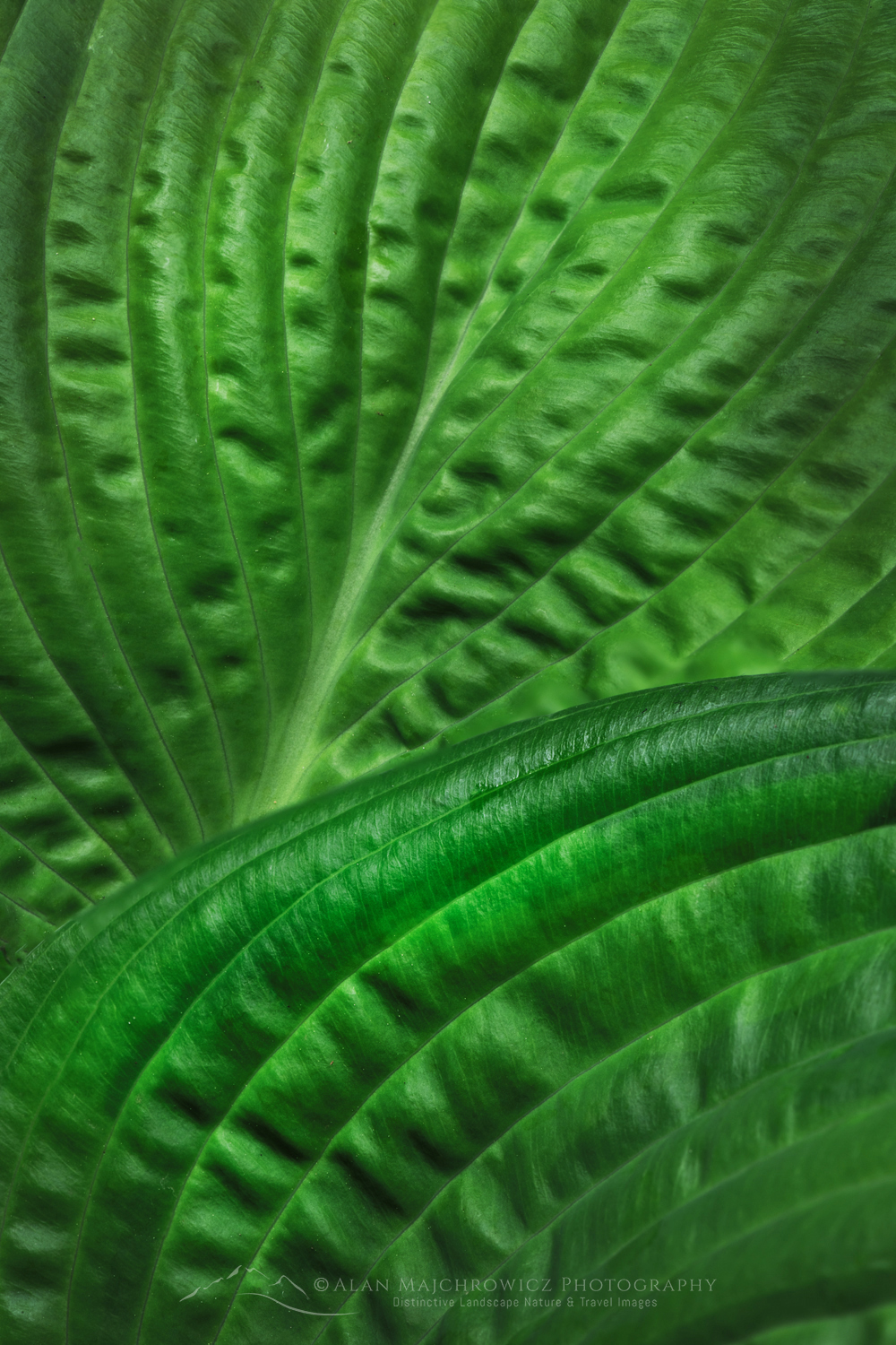 Hostas leaves #85851