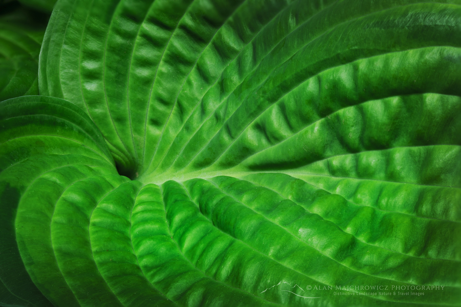 Hostas leaves #85856